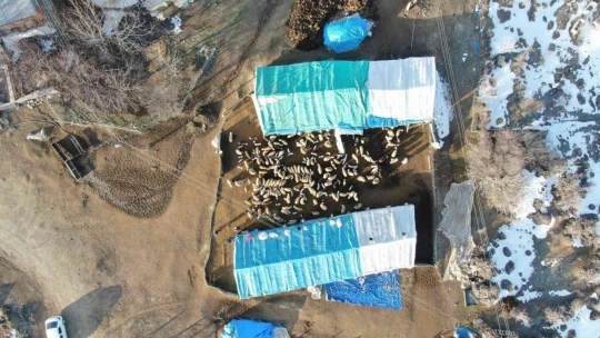 Elazığ'da kuzuların anneleriyle muhteşem buluşması