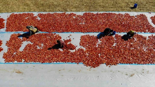 Elazığ'da mevsimlik işçilerin mesaisi devam ediyor