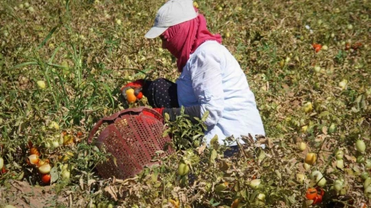Elazığ'da mevsimlik işçilerin mesaisi devam ediyor