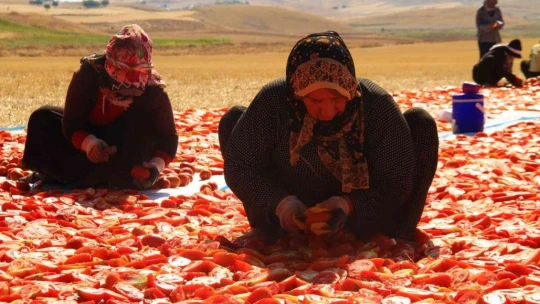 Elazığ'da mevsimlik işçilerin mesaisi devam ediyor