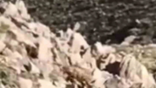 Elazığ'da nesli tükenmekte olan Afrika-Asya sırtlanı görüldü