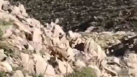 Elazığ'da nesli tükenmekte olan Afrika-Asya sırtlanı görüldü