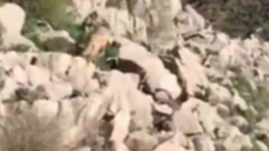 Elazığ'da nesli tükenmekte olan Afrika-Asya sırtlanı görüldü