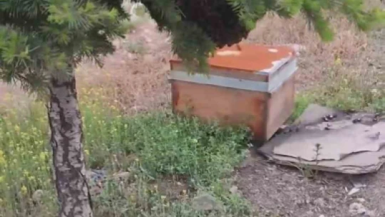 Elazığ'da oğul veren binlerce arı ilginç görüntü oluşturdu
