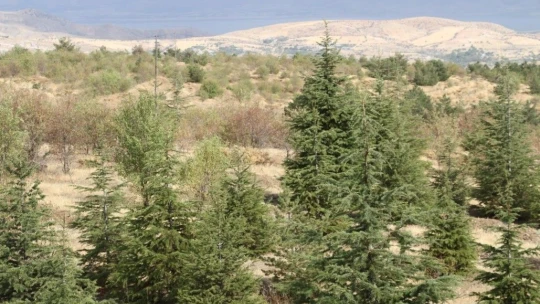 Elazığ'da, ormanlık alanlarda sıkı denetim