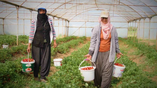 Elazığ'da örtü altı çileğin ilk hasadı gerçekleşti