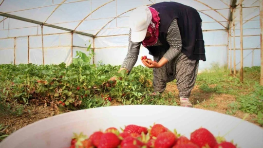 Elazığ'da örtü altı çileğin ilk hasadı gerçekleşti