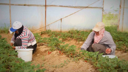 Elazığ'da örtü altı çileğin ilk hasadı gerçekleşti