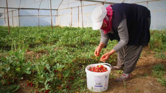 Elazığ'da örtü altı çileğin ilk hasadı gerçekleşti