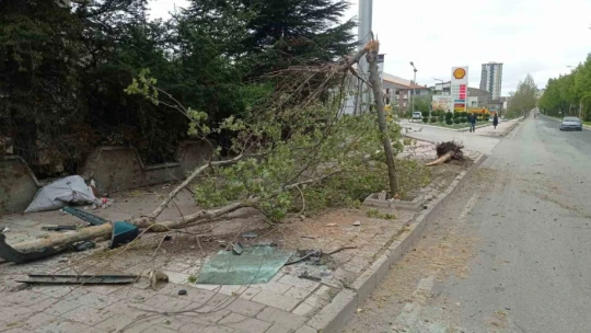 Elazığ'da otomobil ağaca çarptı: 1 yaralı