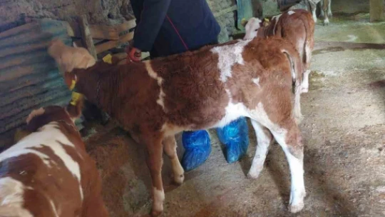 Elazığ'da şap hastalığına karşı 59 bin 800 hayvan aşılandı