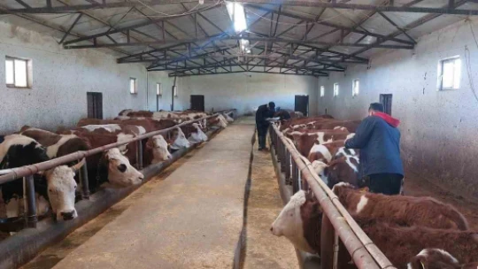 Elazığ'da şap hastalığına karşı 59 bin 800 hayvan aşılandı