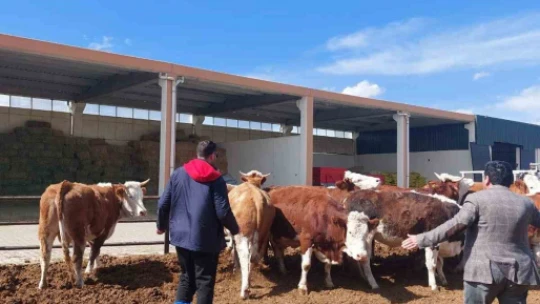 Elazığ'da şap hastalığına karşı 59 bin 800 hayvan aşılandı