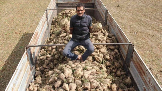 Elazığ'da şeker pancarı mesaisine başlayan çiftçiler fiyattan memnun