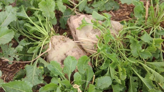Elazığ'da şeker pancarı mesaisine başlayan çiftçiler fiyattan memnun