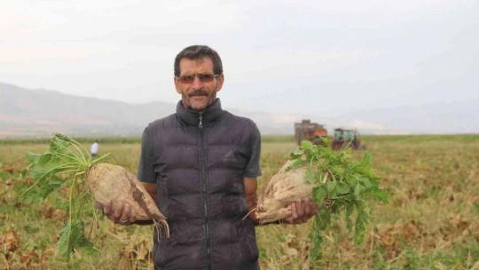 Elazığ'da şeker pancarı mesaisine başlayan çiftçiler fiyattan memnun