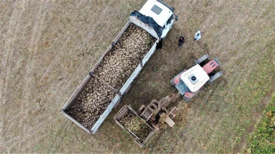 Elazığ'da şeker pancarı mesaisine başlayan çiftçiler fiyattan memnun