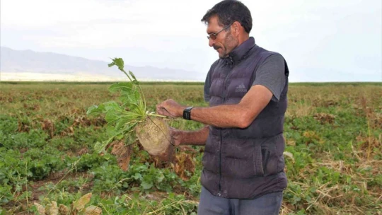 Elazığ'da şeker pancarı mesaisine başlayan çiftçiler fiyattan memnun