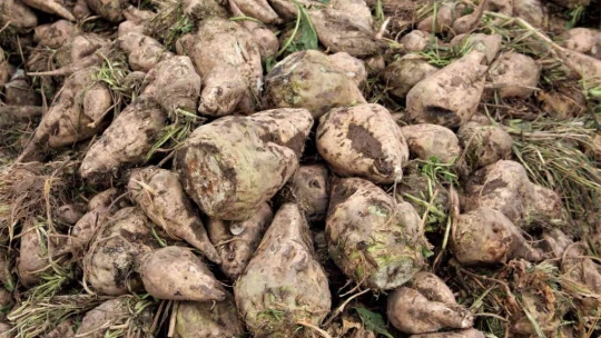 Elazığ'da şeker pancarı mesaisine başlayan çiftçiler fiyattan memnun