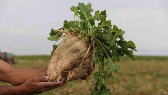 Elazığ'da şeker pancarı mesaisine başlayan çiftçiler fiyattan memnun