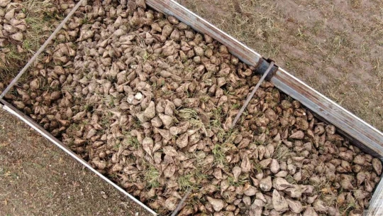 Elazığ'da şeker pancarı mesaisine başlayan çiftçiler fiyattan memnun