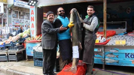 Elazığ'da sezonun son dev turna balığı yakalandı: Tam 103 kilogram