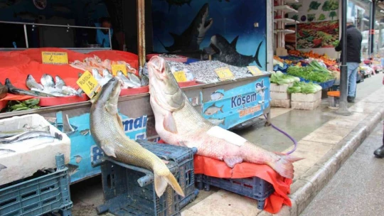 Elazığ'da sezonun son dev turna balığı yakalandı: Tam 103 kilogram