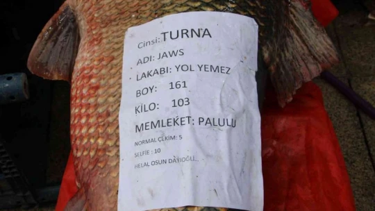Elazığ'da sezonun son dev turna balığı yakalandı: Tam 103 kilogram