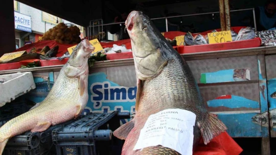 Elazığ'da sezonun son dev turna balığı yakalandı: Tam 103 kilogram