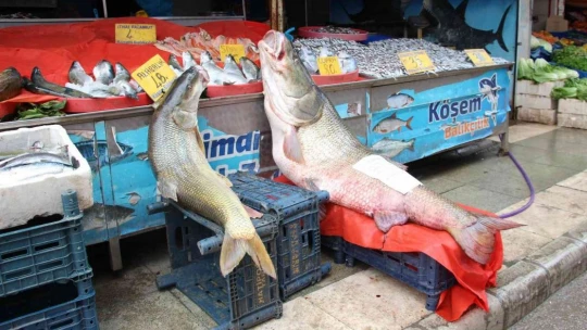 Elazığ'da sezonun son dev turna balığı yakalandı: Tam 103 kilogram