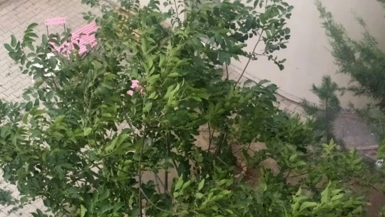 Elazığ'da şiddetli rüzgar etkili oldu, ağaçların dalları kırıldı