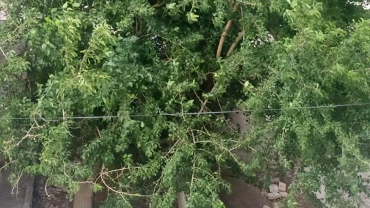 Elazığ'da şiddetli rüzgar etkili oldu, ağaçların dalları kırıldı