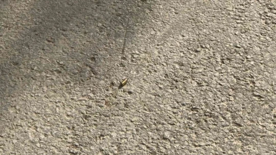 Elazığ'da silahlı kavga: 1 yaralı