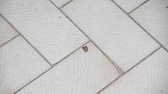 Elazığ'da bir işletmede silahlı kavga: 1 yaralı
