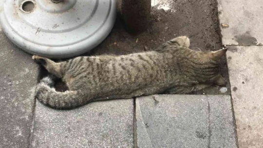 Elazığ'da silahlı kavgaya karışan 2 şüpheli yakalandı