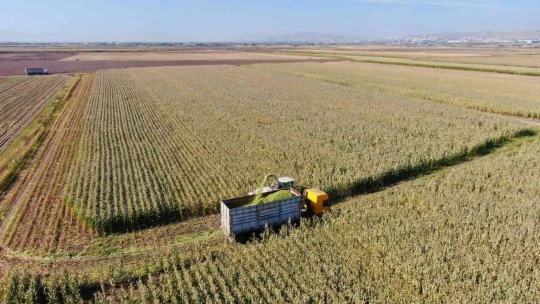 Elazığ'da silajlık mısır hasadı başladı