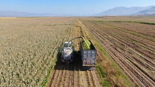 Elazığ'da silajlık mısır hasadı başladı