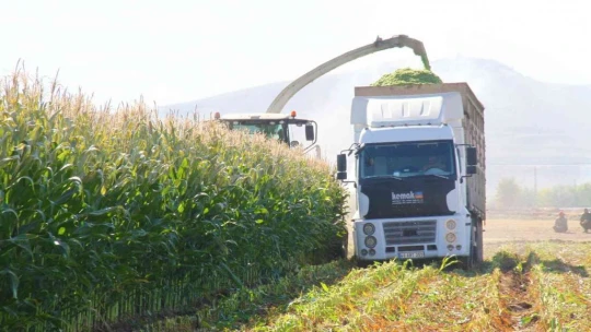 Elazığ'da silajlık mısır hasadı başladı