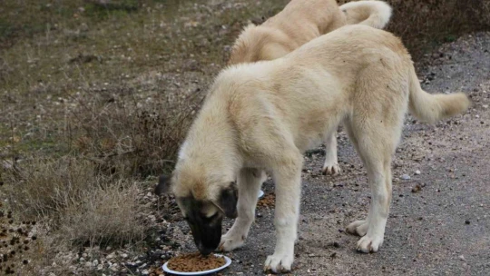 Elazığ'da sokak hayvanları unutulmadı