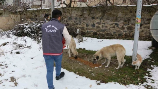 Elazığ'da sokak hayvanları unutulmadı