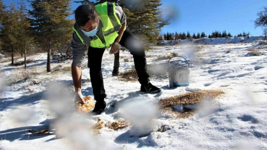 Elazığ'da sokak ve yaban hayvanları için 90 farklı noktaya yem bırakıldı