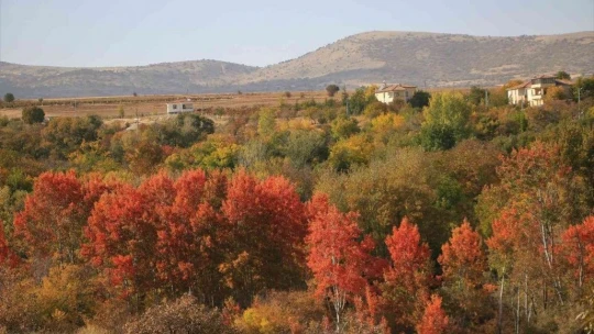 Elazığ'da sonbaharda rengarenk olan ağaçlar havadan görüntülendi