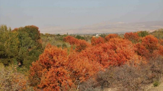 Elazığ'da sonbaharda rengarenk olan ağaçlar havadan görüntülendi
