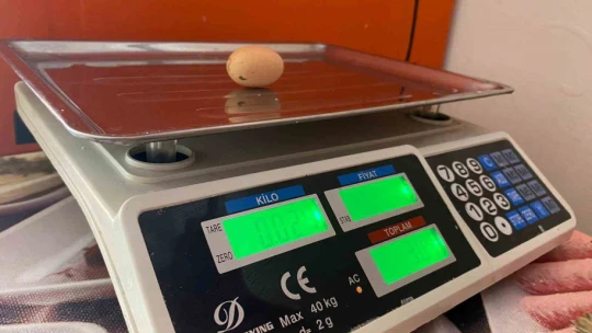 Elazığ'da tavuğun yaptığı mini yumurta şaşırttı