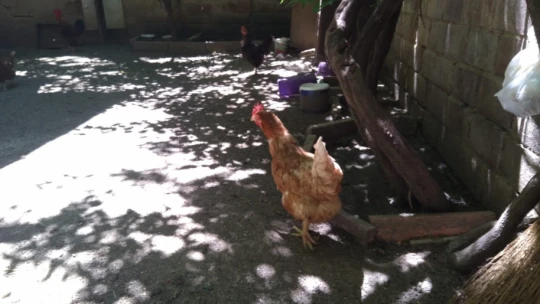 Elazığ'da tavuğun yaptığı mini yumurta şaşırttı