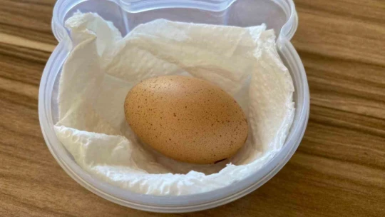 Elazığ'da tavuğun yaptığı mini yumurta şaşırttı