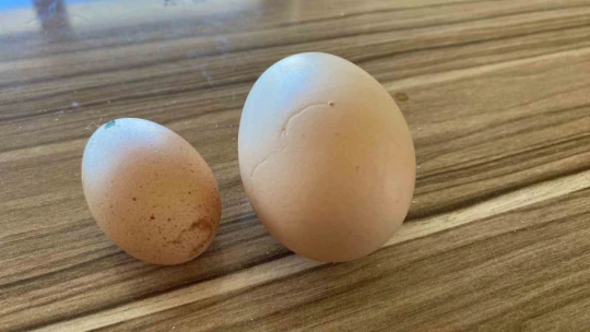 Elazığ'da tavuğun yaptığı mini yumurta şaşırttı