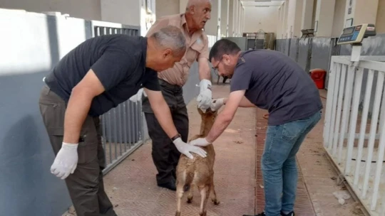 Elazığ'da tedavisi tamamlanan yaban keçisi doğaya bırakıldı