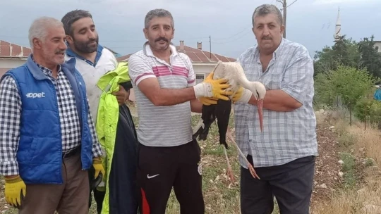 Elazığ'da tedavisi yapılan leylek, doğaya bırakıldı