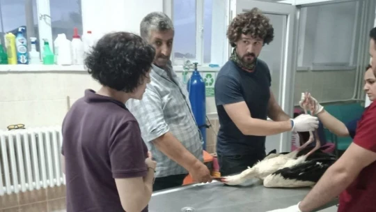 Elazığ'da tedavisi yapılan leylek, doğaya bırakıldı